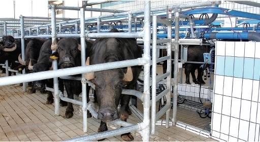 Оборудования для животноводства и КРС