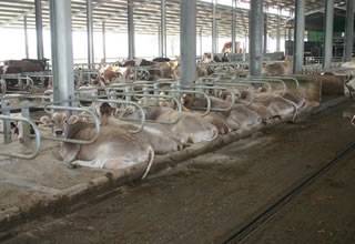 Оборудования для животноводства и КРС