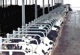 Оборудования для животноводства и КРС