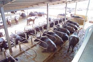 Оборудования для животноводства и КРС