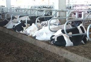 Оборудования для животноводства и КРС