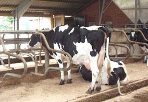 Оборудования для животноводства и КРС